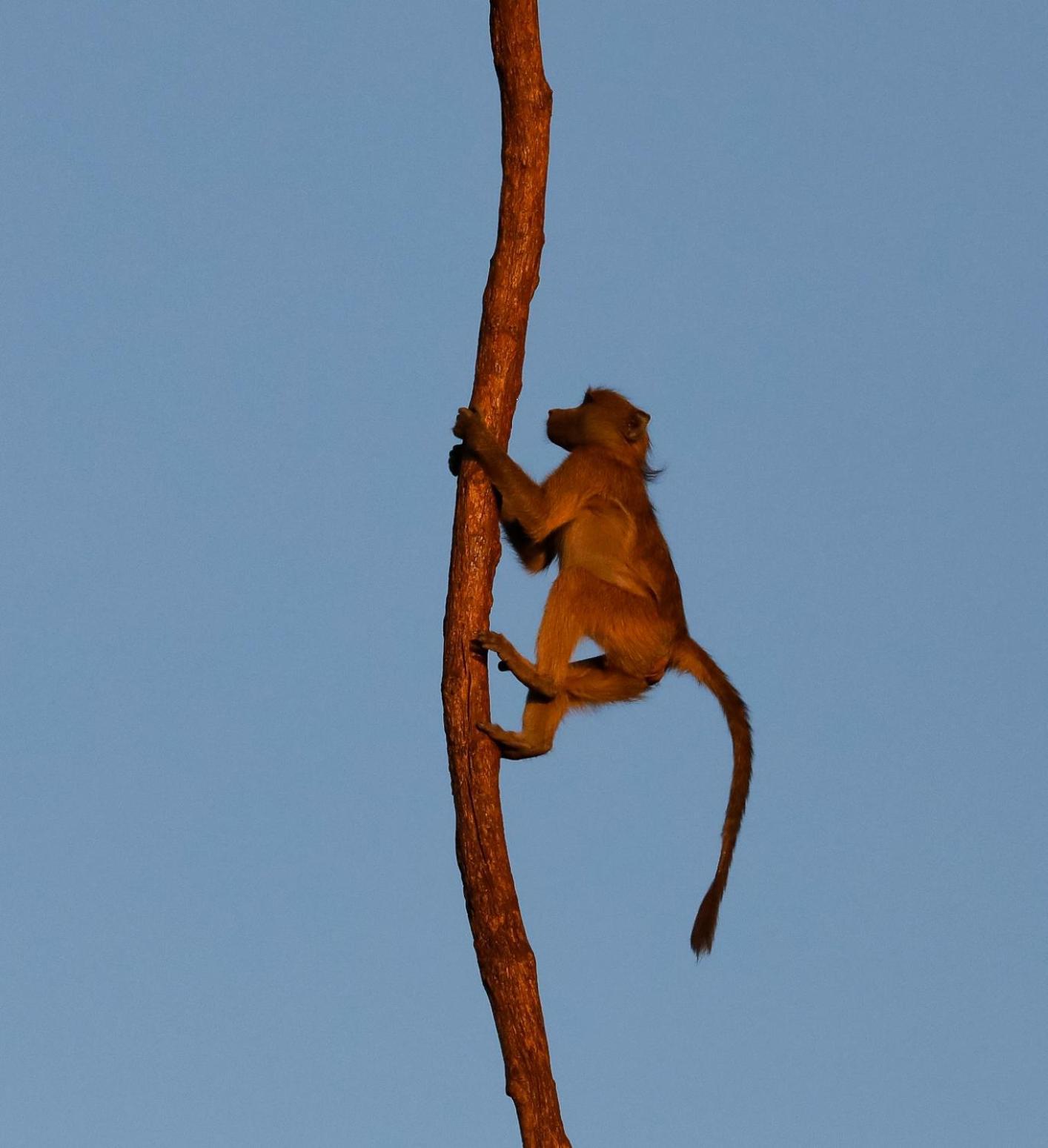 Vila Zambezi Dusk Livingstone Exteriér fotografie